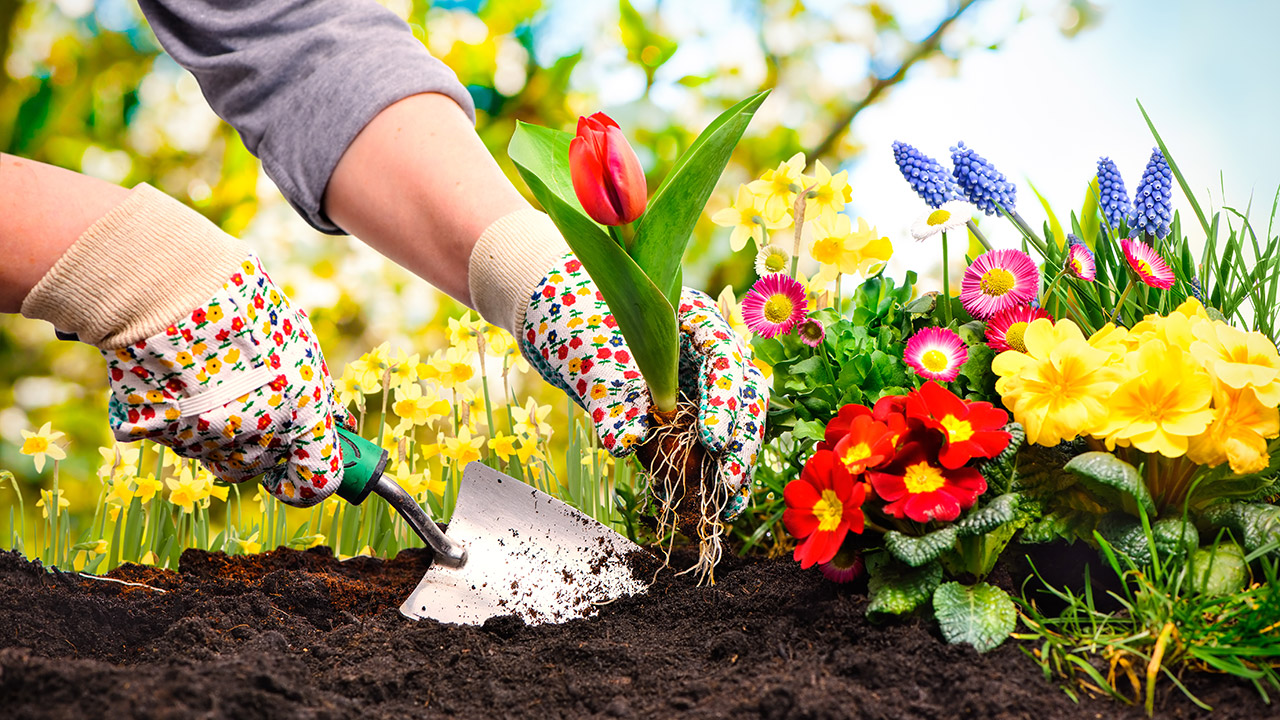 Get well Flowers or Plants