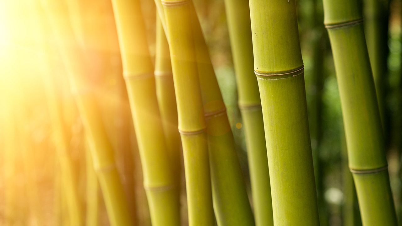 8-plants-you-should-never-grow-on-your-property-featured