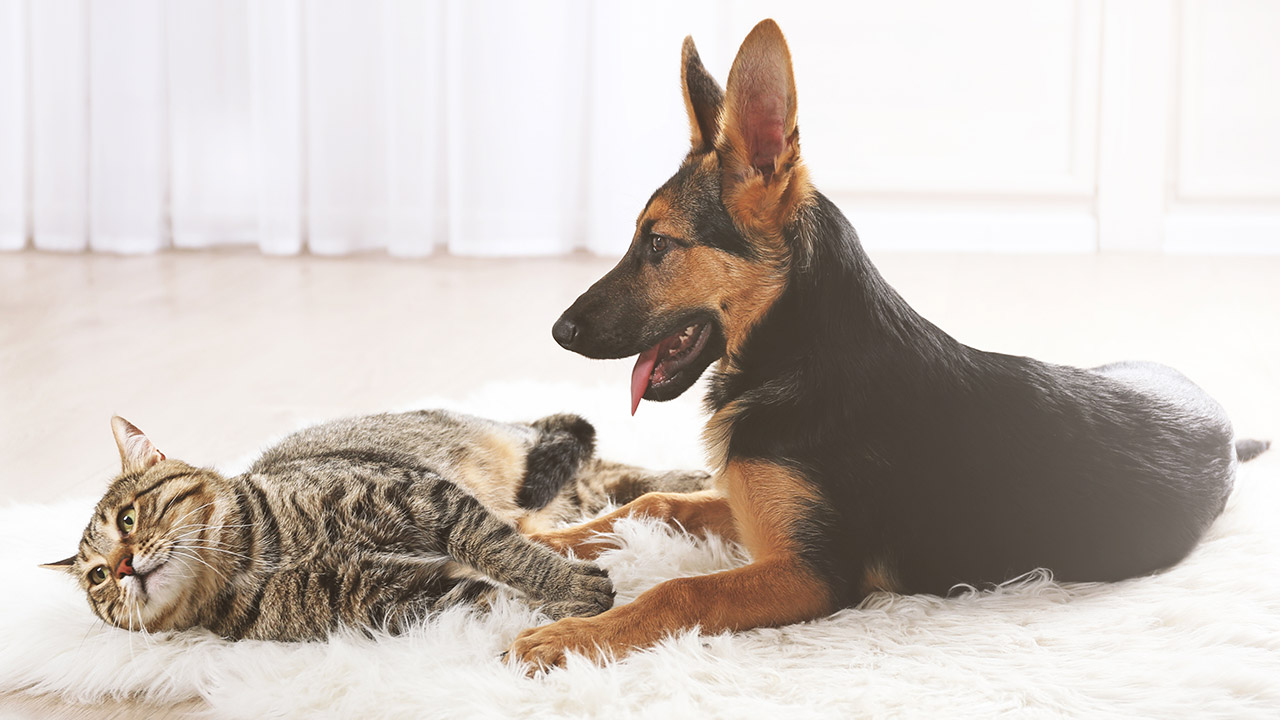 6-things-to-do-when-selling-with-pets-in-the-home-featured