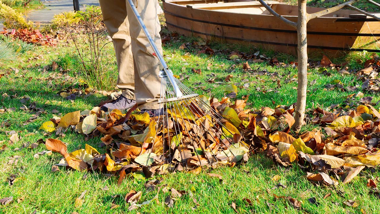 Photo of a man raking leaves in the yard in fall