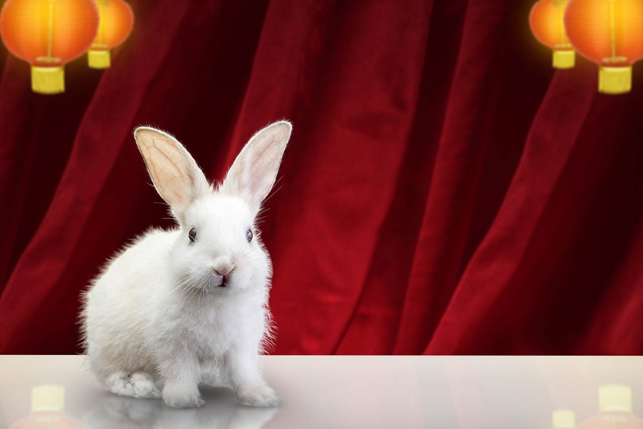 Photo of a rabbit with a hanging lantern on a colored background. Happy Chinese New Year