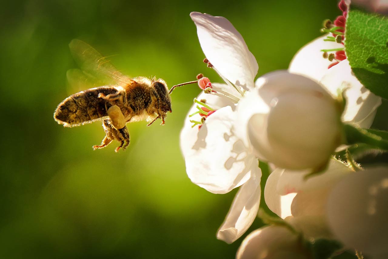 Everything is blooming and the bees are diligently flying from flower to flower