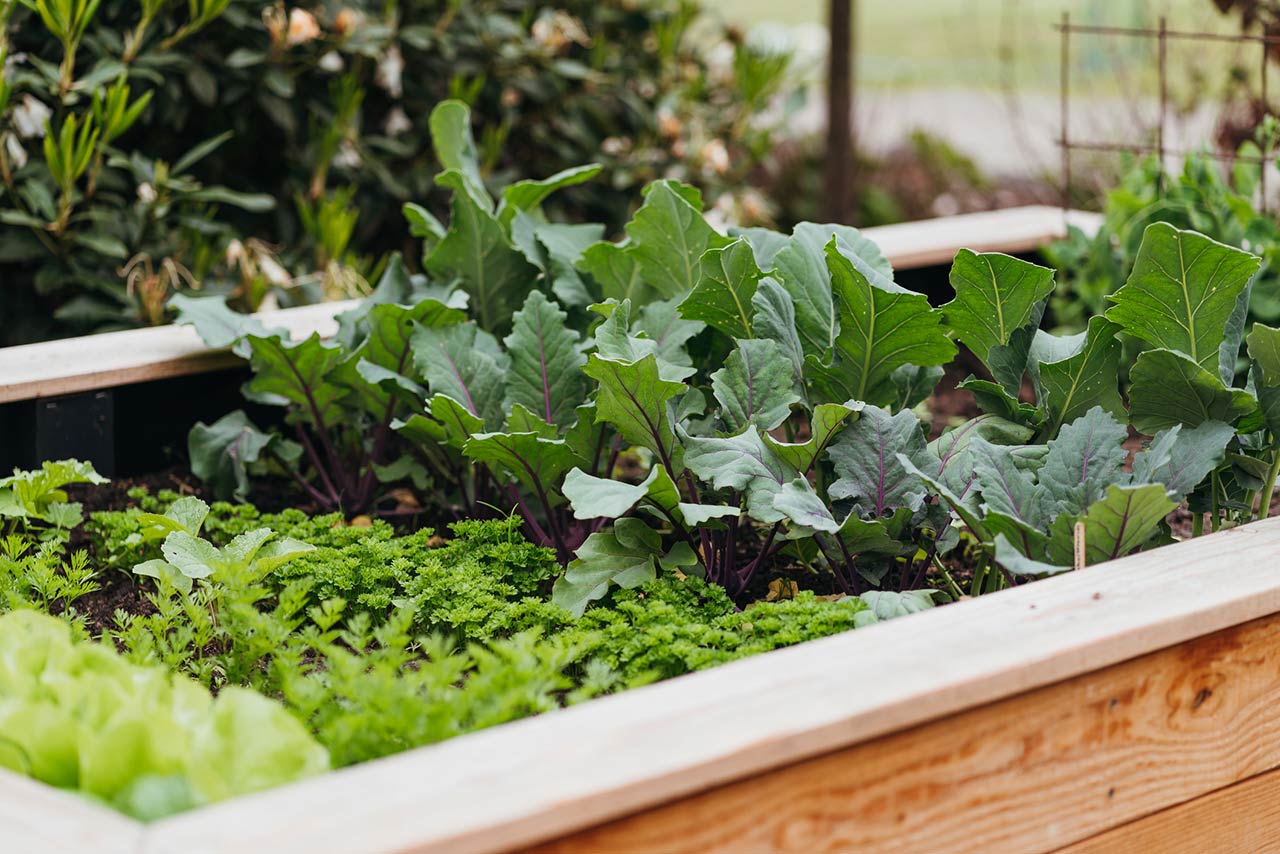 Various vegetable in a raised bed