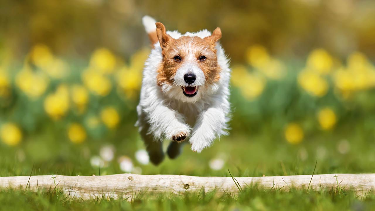 Happy cute pet dog puppy running in the grass in flowering garden