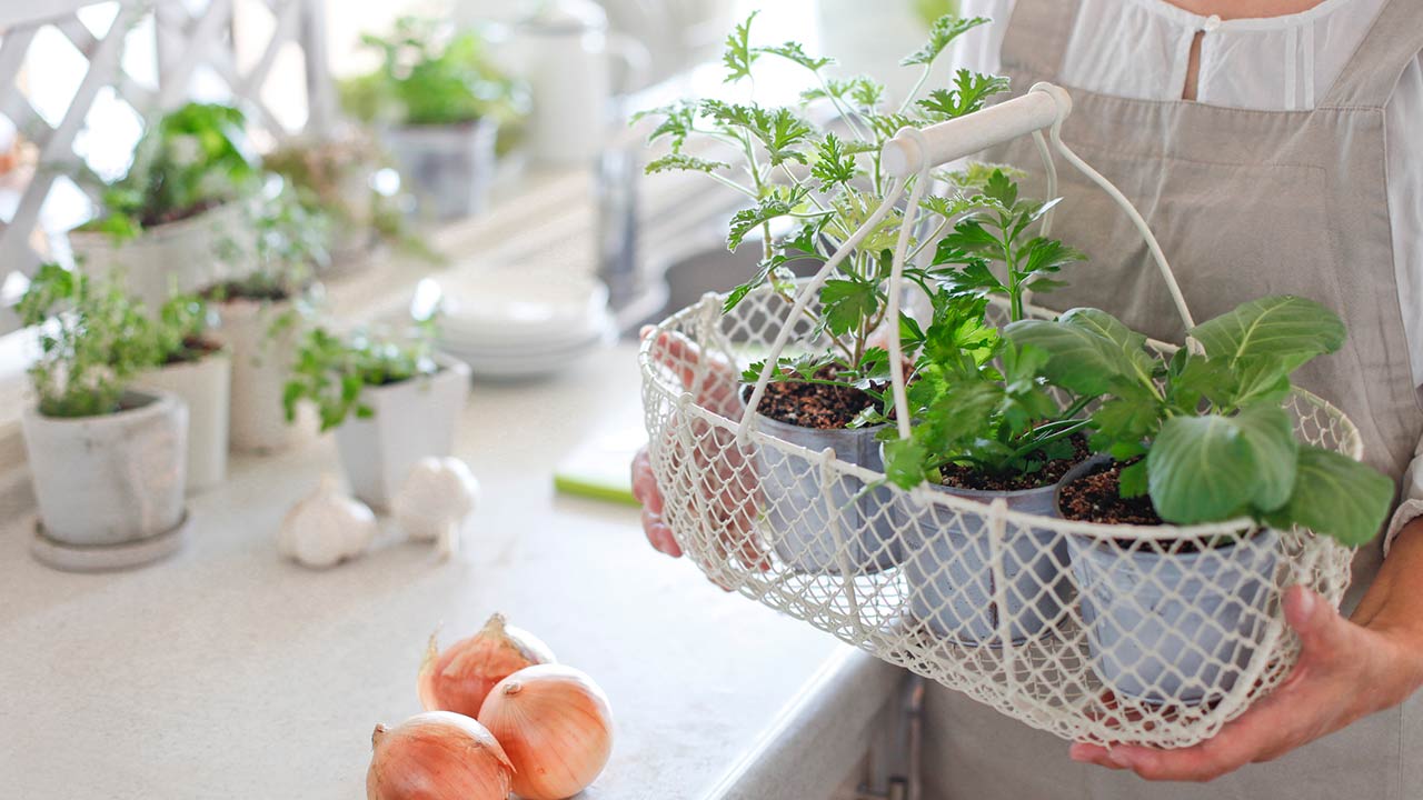 Woman holding indoor window vegetable planters