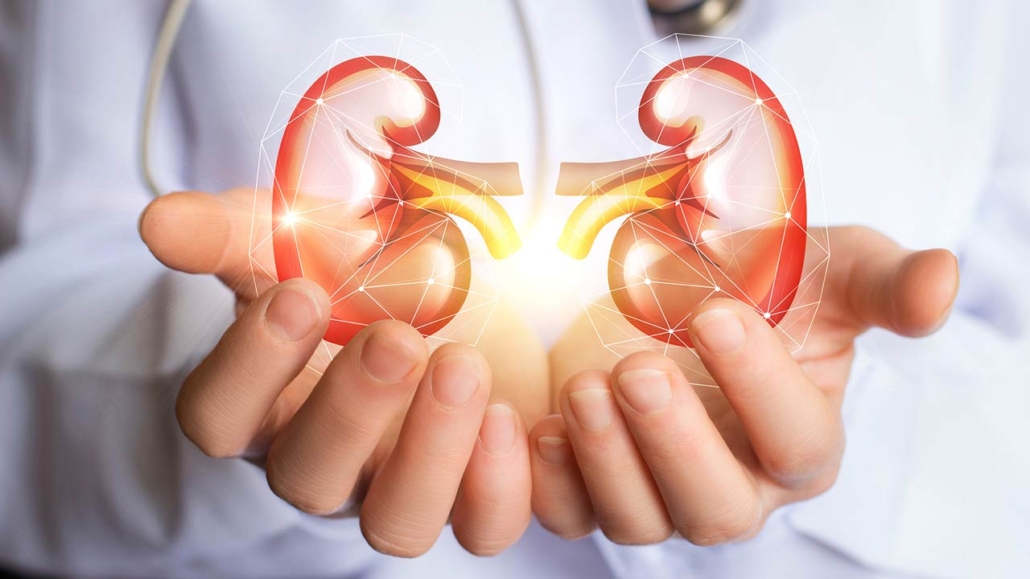 Doctor supports kidneys healthy concept design