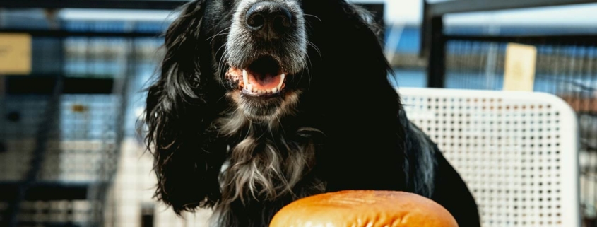 Cute spaniel eats burger sitting at table in cafe
