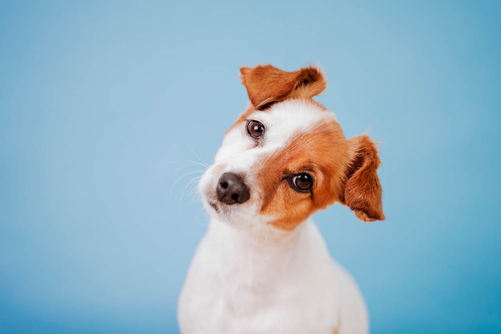Portrait of cute jack russell over blue background