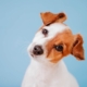 Portrait of cute jack russell over blue background