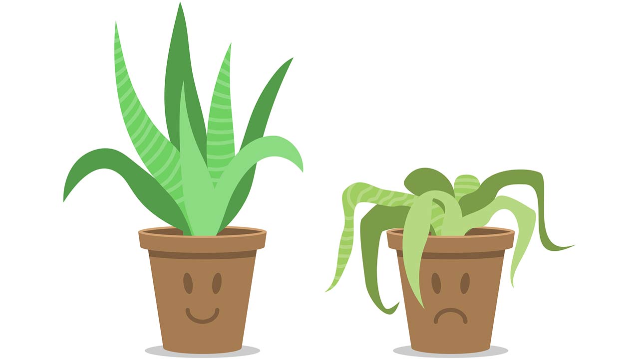 Happy and sad houseplant graphic