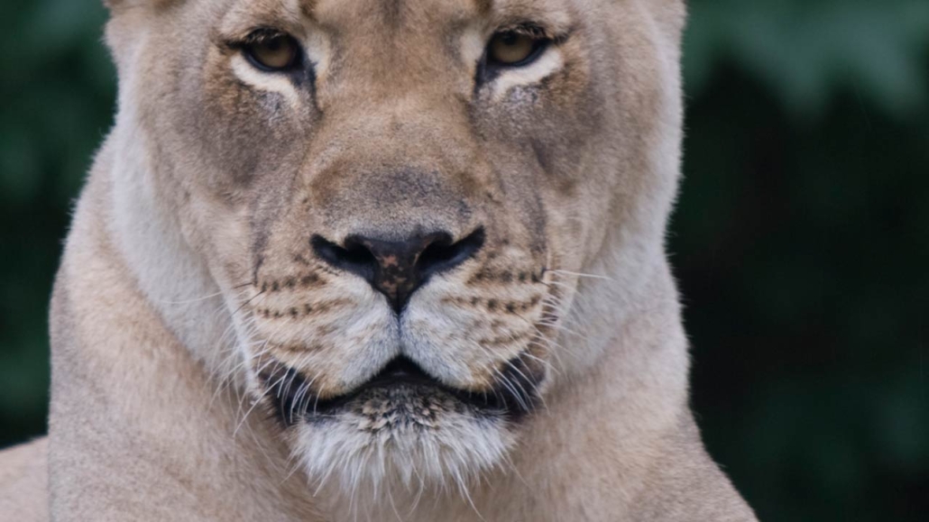 A portrait of a lioness looking into the lens with Trees in the background