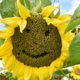Close up of a large sunflower head, with a happyemoticon face, carved into seeds, in a field of sunflowers