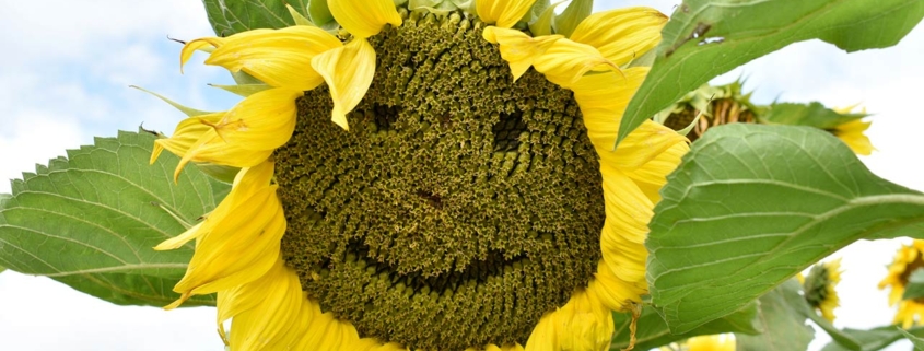 Close up of a large sunflower head, with a happyemoticon face, carved into seeds, in a field of sunflowers