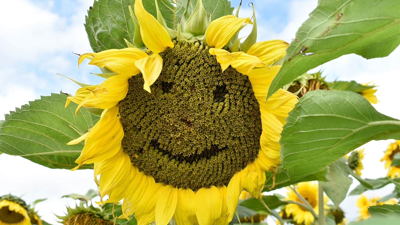 Close up of a large sunflower head, with a happyemoticon face, carved into seeds, in a field of sunflowers
