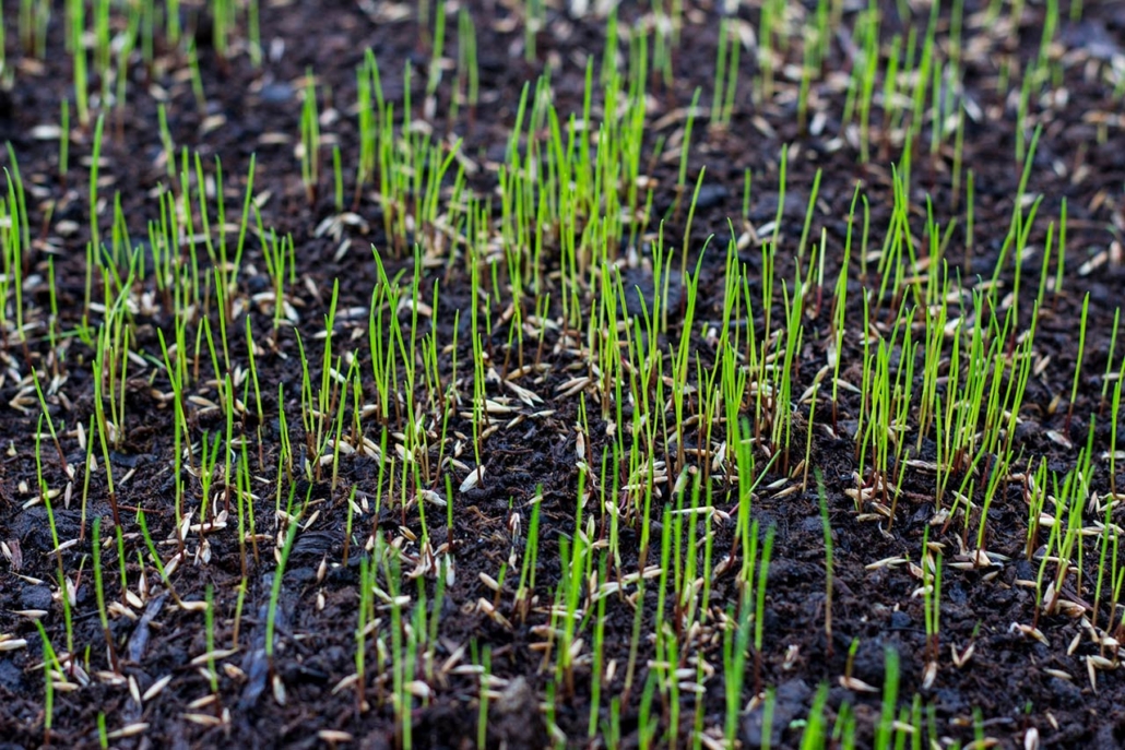 Close up of growing grass