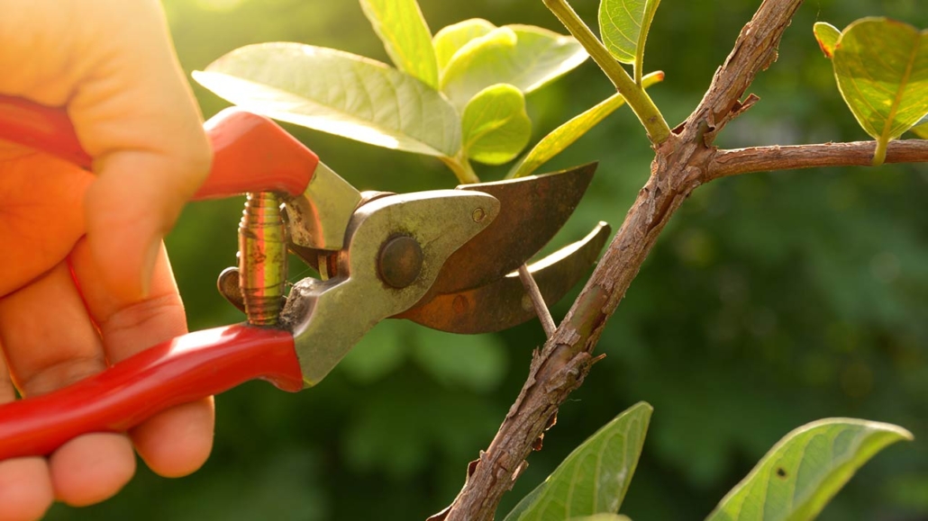 Gardener pruning trees with pruning shears on nature background