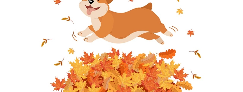 Illustration of a cute funny corgi dog jumping over a pile of autumn leaves