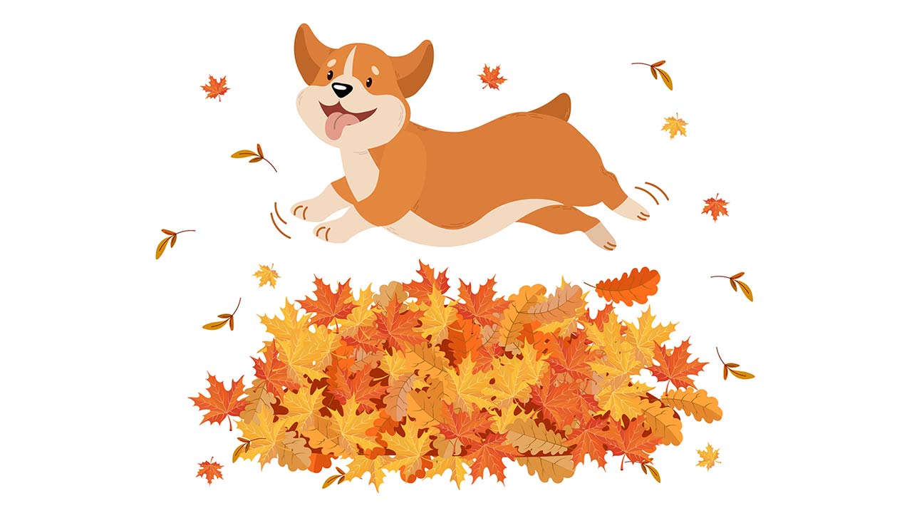 Illustration of a cute funny corgi dog jumping over a pile of autumn leaves