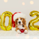 A beagle dog in a Santa Claus hat with balloons with the number 2024 for the new year