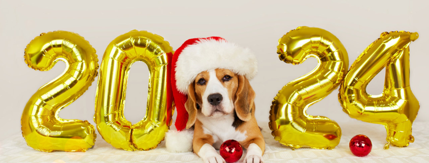 A beagle dog in a Santa Claus hat with balloons with the number 2024 for the new year