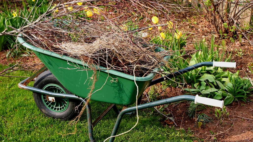A wheelbarrow full of refuse in the spring garden