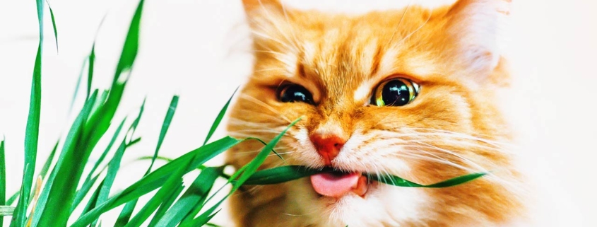 Red fluffy cat eats grass on white background