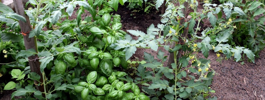 Basil and tomato plants growing together in a greenhouse