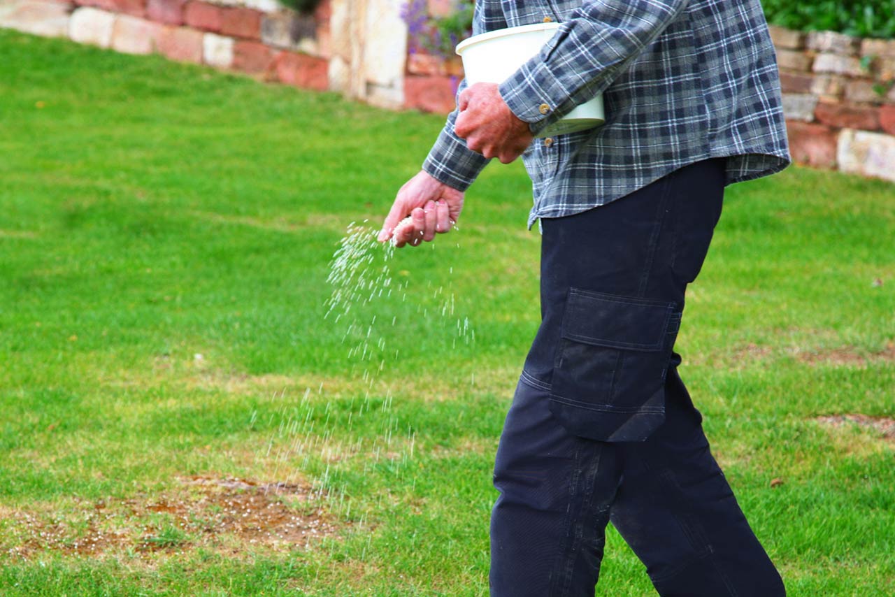 man fertilizing the lawn in a yard with a brick wall