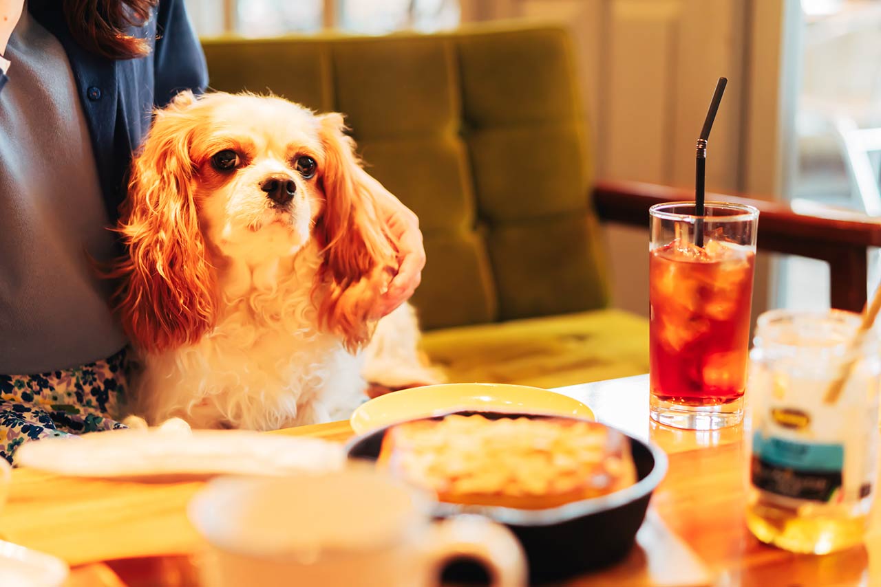 Cavalier Charles Superior begging for food at a dog cafe