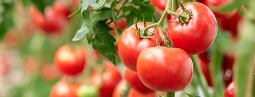 Home grown tomato vegetables growing on vine in greenhouse