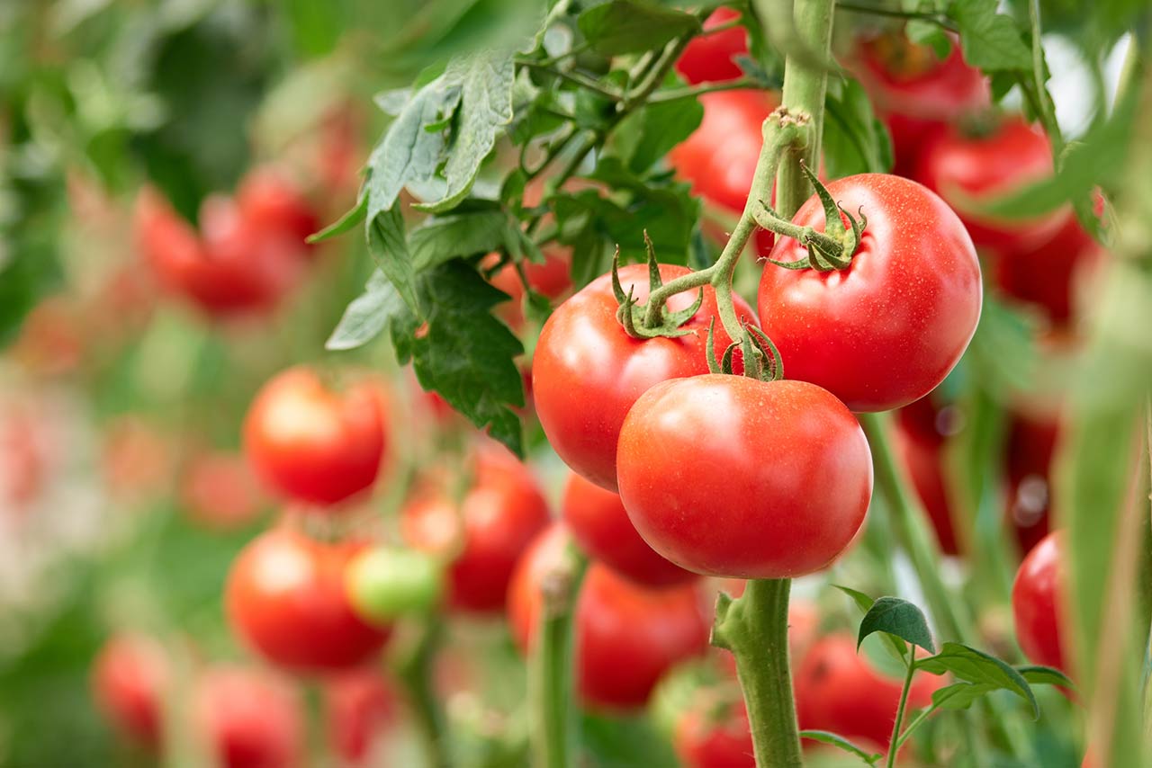 Home grown tomato vegetables growing on vine in greenhouse