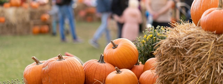 Pumpkins stacked on straw bales, against the background of people strolling through an agricultural fair