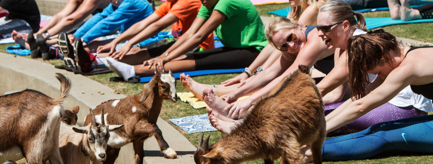 Goats walk along a curb in front of people stretching in a free goat yoga event