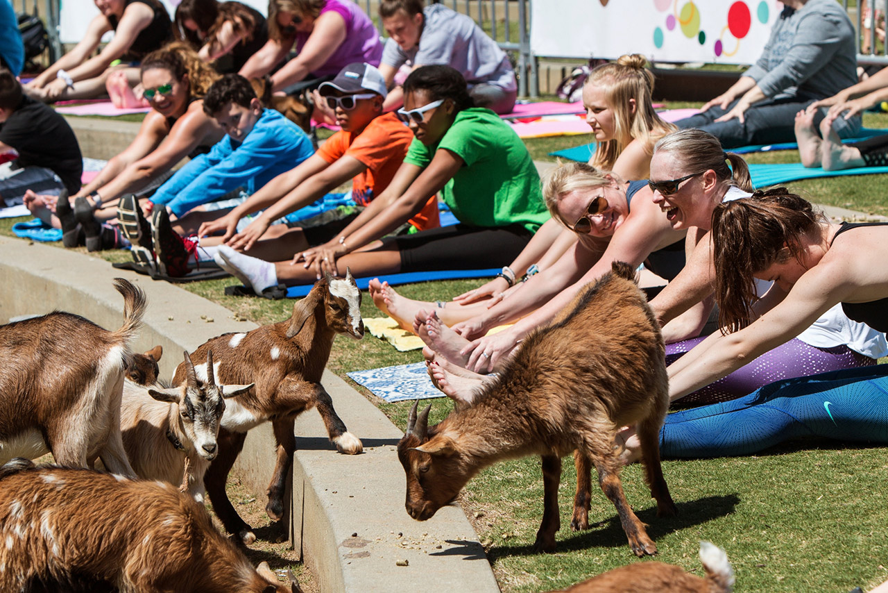 Goats walk along a curb in front of people stretching in a free goat yoga event