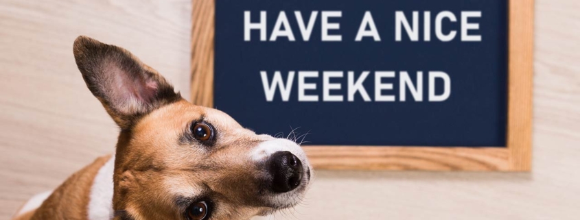 Funny portrait of cute dog with letter board inscription have a nice weekend