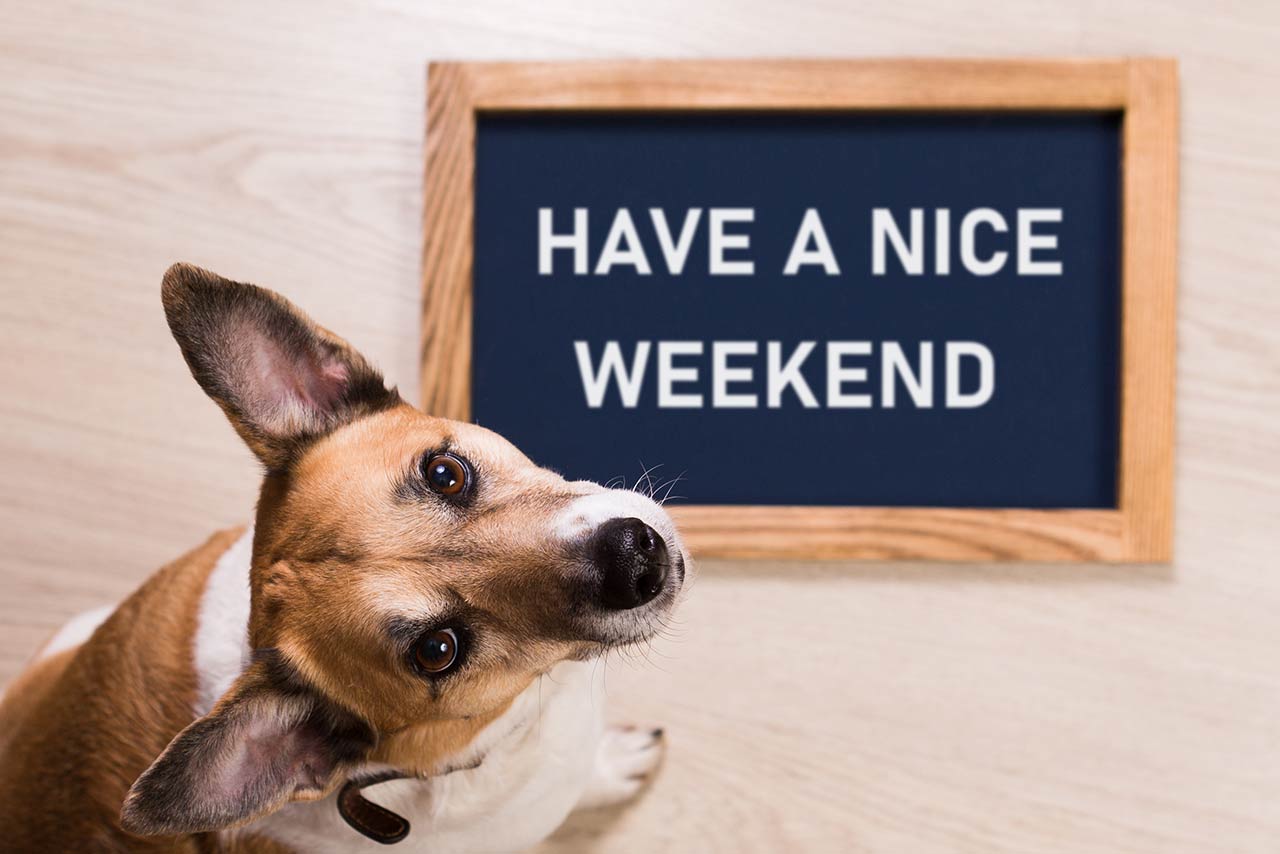 Funny portrait of cute dog with letter board inscription have a nice weekend