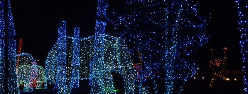 Christmas lights at the Detroit Zoo