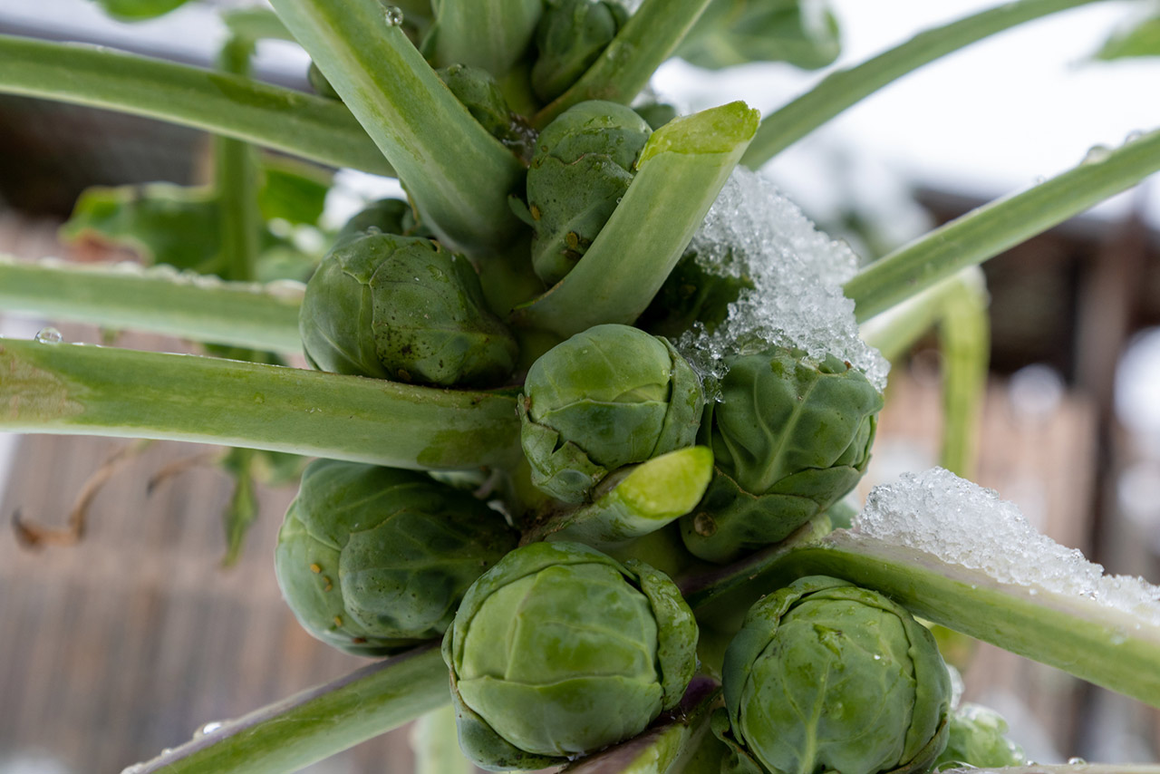 Brussels sprout plants covered by fresh snow