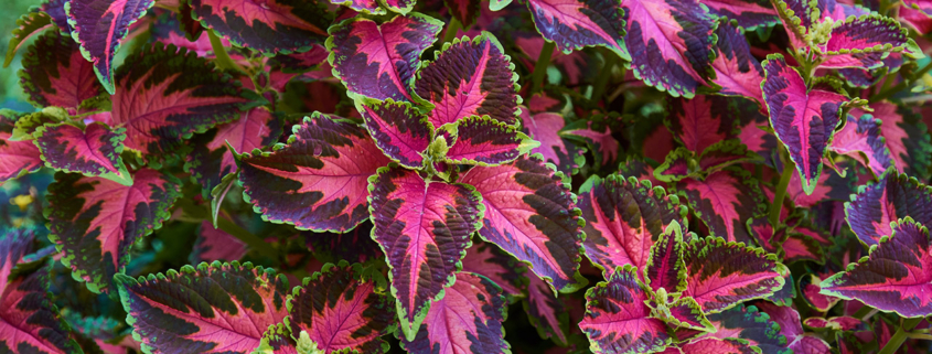 Autumn bouquet stock photo