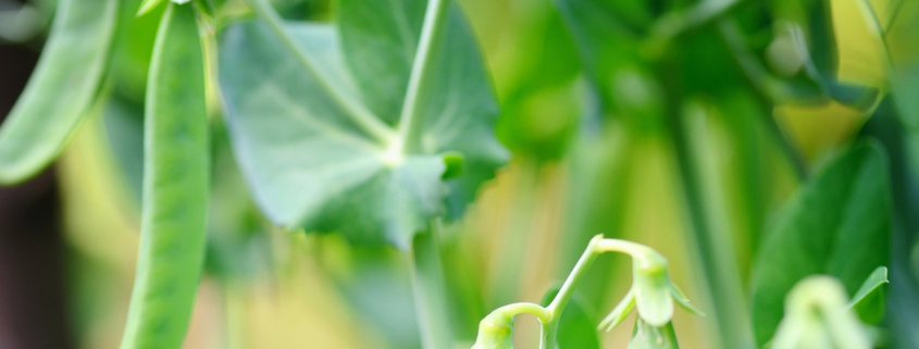 The green peas in the vegetable garden stock photo