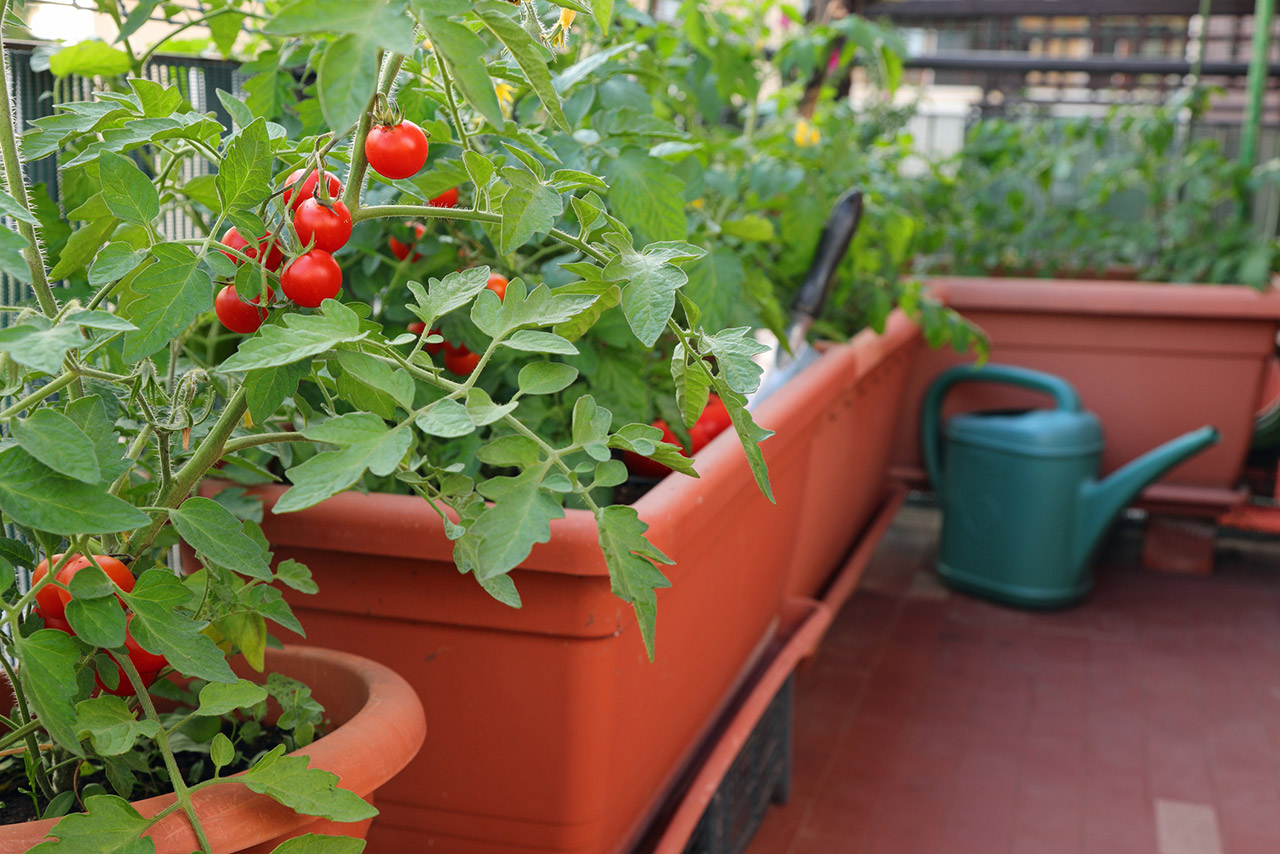 Red tomatoes in flower pots on a terrace of an apartment in the stock photo
