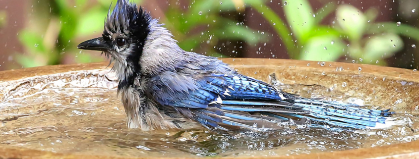 Bluejay enjoying a bath stock photo