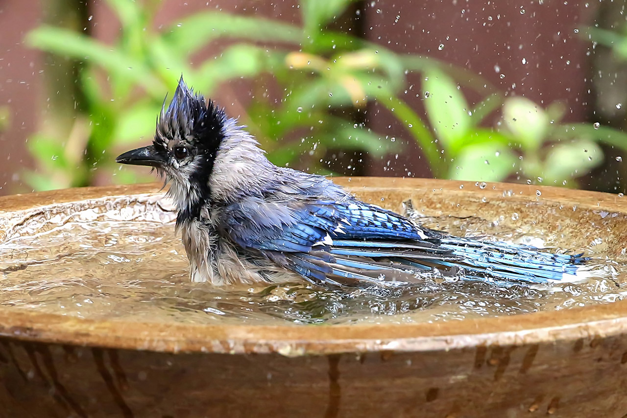 Bluejay enjoying a bath stock photo