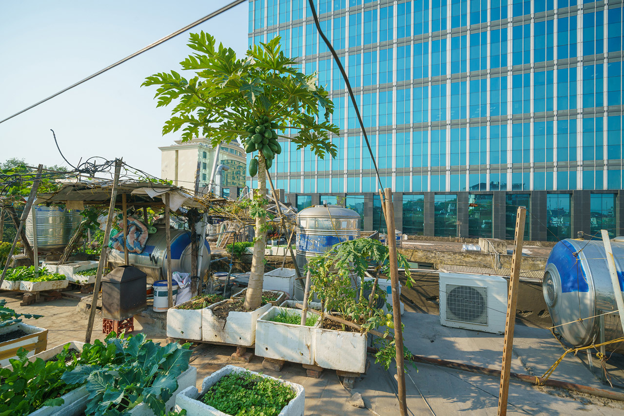 Roof top farming organic garden with various vegetables, herbs and flowers