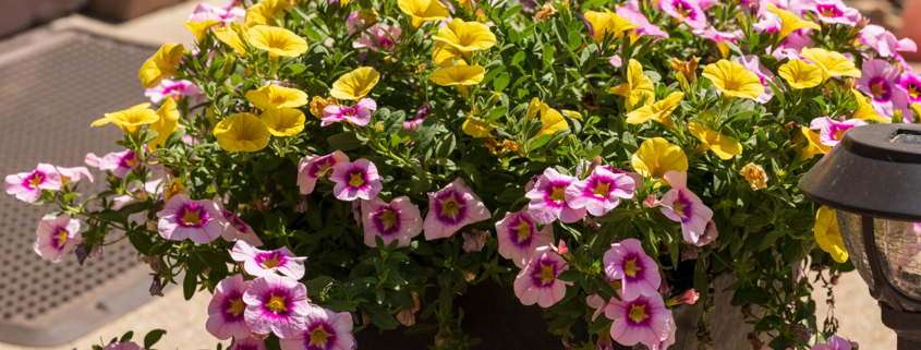 A side view of yellow and purple Million Bells blossoms in a planter stock photo