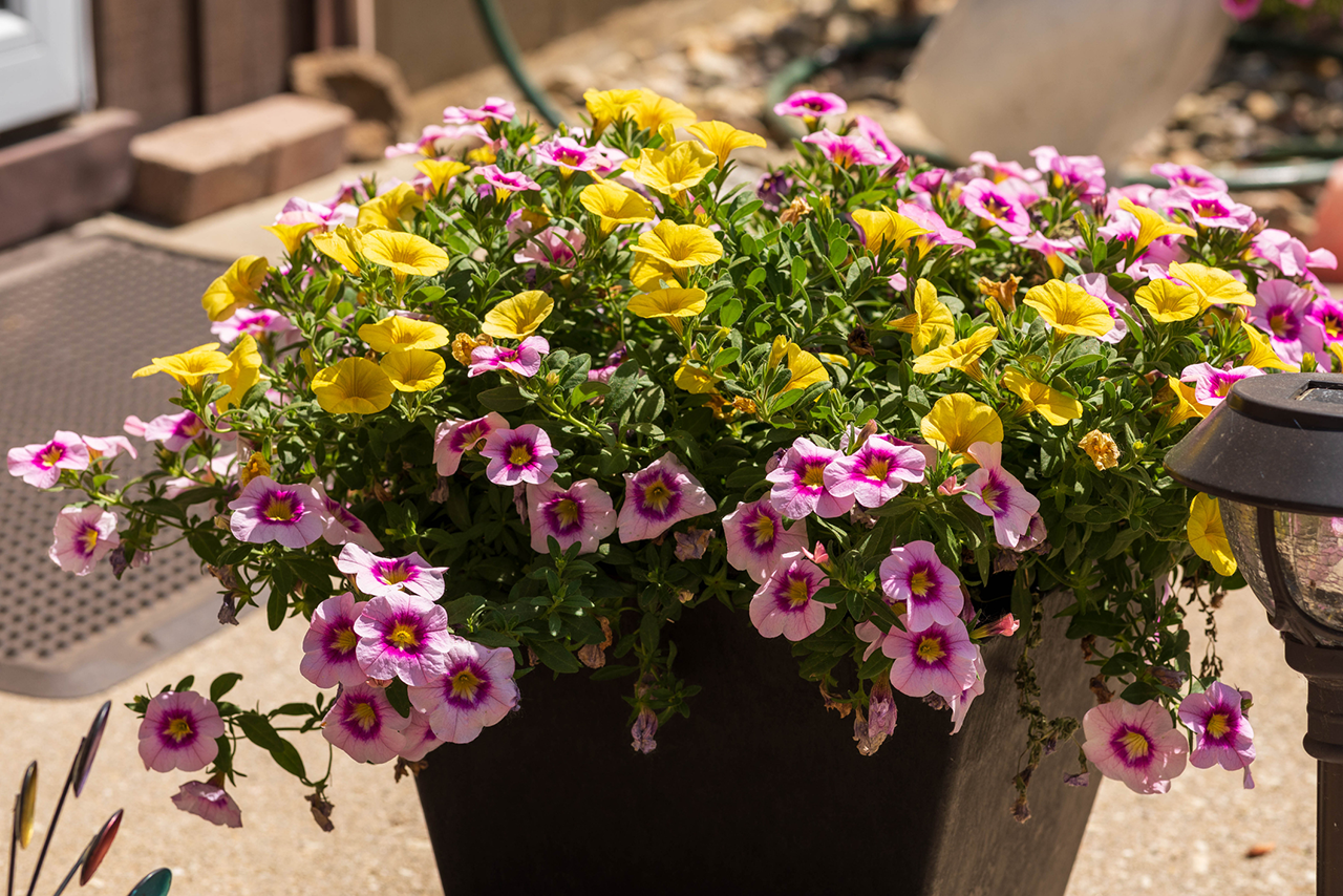 A side view of yellow and purple Million Bells blossoms in a planter stock photo