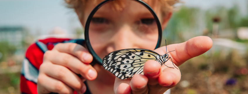 Boy looking at butterfly nature stock photo