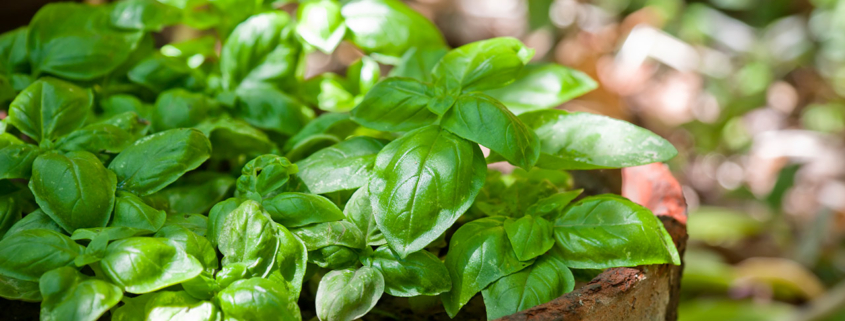 Fresh basil growing in an old terracotta pot outdoors stock photo