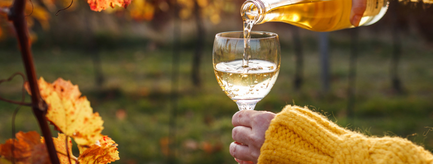 Woman pouring white wine from bottle into glass in vineyard stock photo