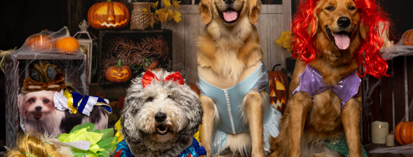 Fairy Tale Dog Squad in Halloween Costumes stock photo